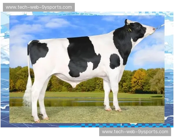 分析公牛：从品牌基因到未来革新